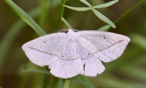 photo of Confused Eusarca Moth (Eusarca confusaria)