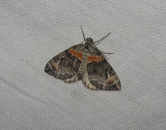 Dysstroma hersiliata