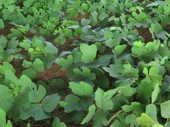 Pueraria montana lobata