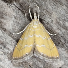 Xanthophysa psychicalis