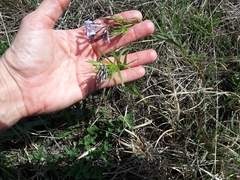 Amsonia ciliata texana
