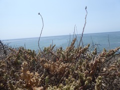 Extriplex californica