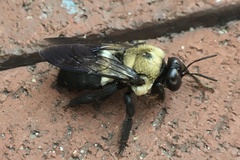 Xylocopa virginica
