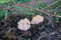 Hericium coralloides