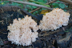 Hericium coralloides