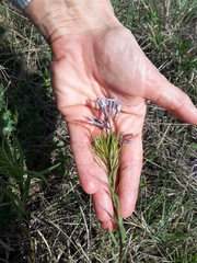 Amsonia ciliata texana