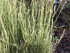 Choretrum glomeratum