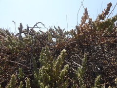 Extriplex californica