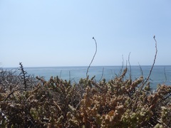 Extriplex californica