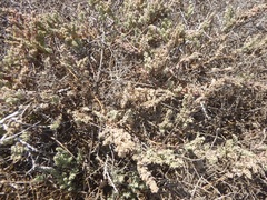 Extriplex californica
