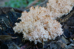 Hericium coralloides