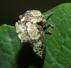 Heliria cornutula