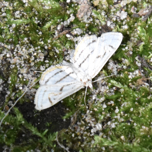 photo of Chestnut-marked Pondweed Moth (Parapoynx badiusalis)