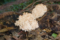 Hericium coralloides