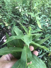 Symphyotrichum puniceum puniceum