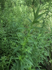 Symphyotrichum puniceum puniceum