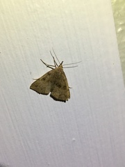 Phalaenostola eumelusalis