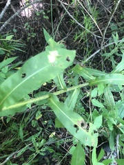 Symphyotrichum puniceum puniceum