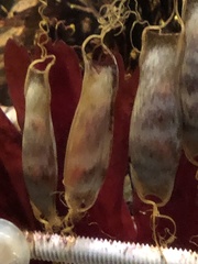 Scyliorhinus retifer