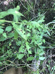 Symphyotrichum puniceum puniceum