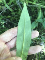 Symphyotrichum puniceum puniceum