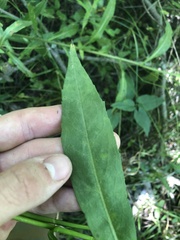 Symphyotrichum puniceum puniceum