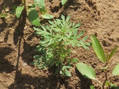 Leucospora multifida