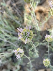 Monardella linoides