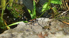 Sceliphron caementarium