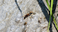 Sceliphron caementarium