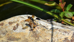 Sceliphron caementarium