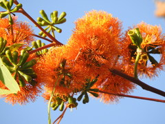 Eucalyptus phoenicea