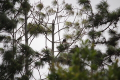 Ducula pacifica