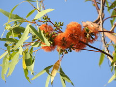 Eucalyptus phoenicea