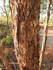 Eucalyptus phoenicea