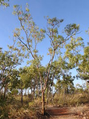 Eucalyptus phoenicea