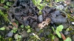 Helvella dryophila