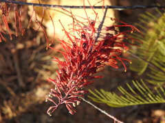 Grevillea dryandri