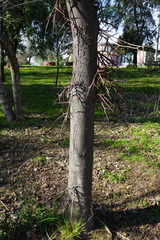 Gleditsia triacanthos