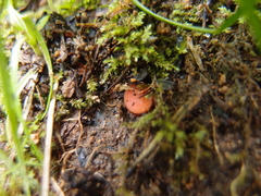 Scutellinia fujianensis