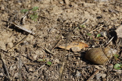 Plectostylus chilensis