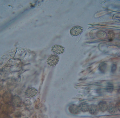 Scutellinia fujianensis