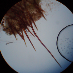 Scutellinia fujianensis