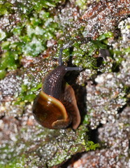 Victaphanta compacta