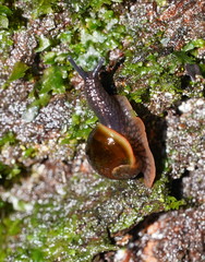 Victaphanta compacta