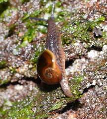 Victaphanta compacta