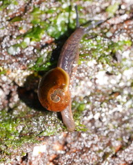 Victaphanta compacta