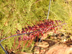 Grevillea dryandri