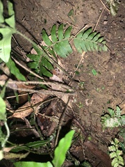 Microlepia hookeriana