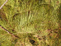 Grevillea dryandri